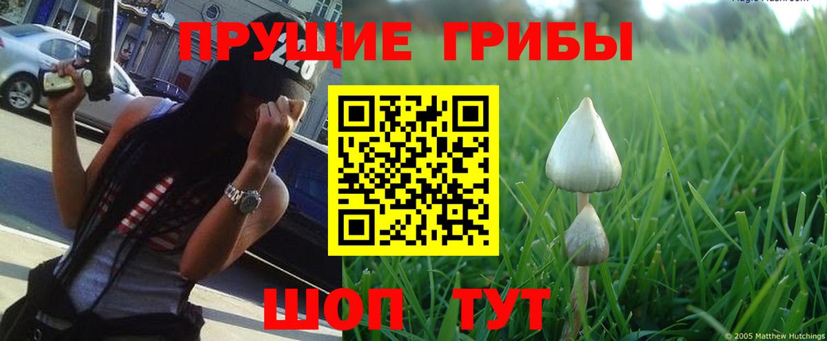 Каменск-Шахтинский  Галлюциногенные грибы GOLDEN TEACHER  как найти закладки  Вход с VPN 